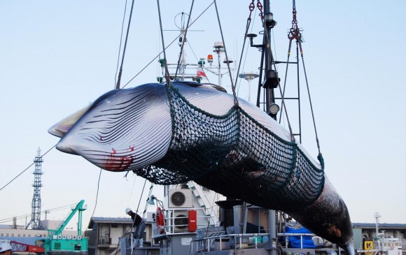 Operarios descargan a una ballena Minke de un barco en el puerto Kushiro, en Hokkaido (Japón). FOTO: EFE