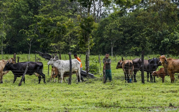 Producción de ganado en las tierras de los Guacayacanes, en el municipio de Urabá. FOTO JULIO CÉSAR ECHEVERRI.
