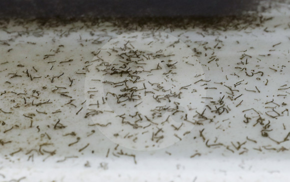 En la actualidad, en el país hay 18 muertes que probablemente estuvieron relacionadas con dengue. FOTO JAIME PÉREZ