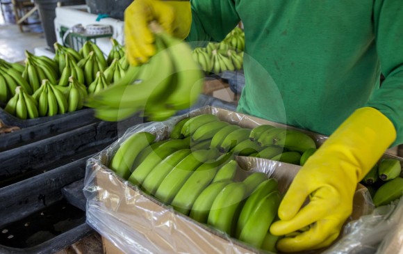 Los bananos fueron el segundo producto más exportado por Antioquia, según el Dane. Foto Juan A. Sánchez