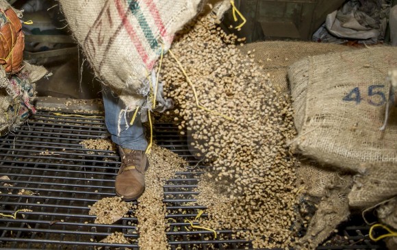 La cosecha cafetera creció 28 %. FOTO: JUAN ANTONIO SÁNCHEZ