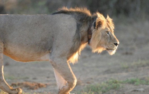 Este es uno de los leones seguidos en Tsavos, Kenia. FOTO Bruce D. Patterson, The Field Museum