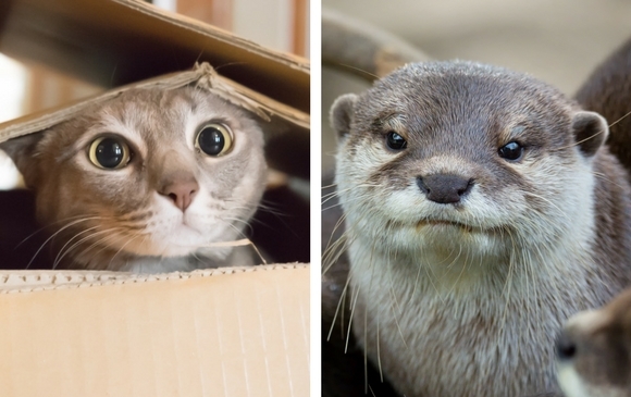 Los gatos y las nutrias hacen parte de las imágenes de animales lindos que aumentan los niveles de concentración al verlos por internet. FOTOS Sstock