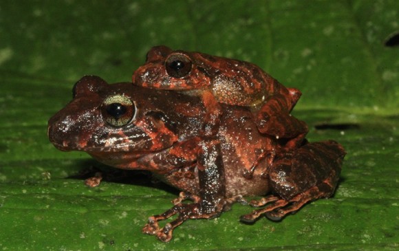 Especie nueva de rana, Pristimantis. Este género es el que más especies tiene entre los vertebrados. FOTO Mariela Osorio. 
