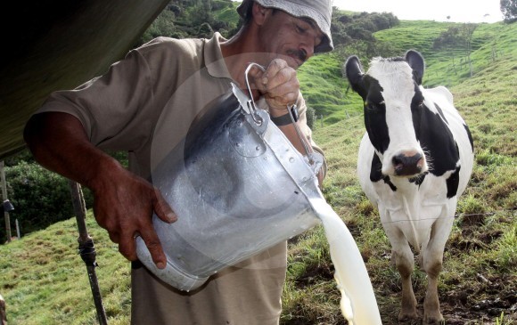 Nueva Zelanda, que produjo 20.971 millones de litros de leche durante 2017, supondría la llegada de un nuevo actor al segmento. FOTO DONALDO ZULUAGA