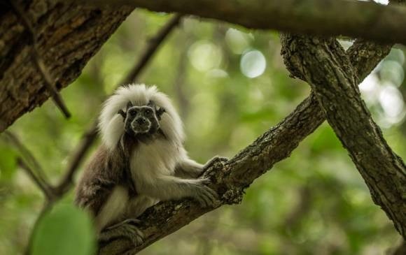 Con más de 2,3 millones de espectadores, el documental Colombia magia salvaje fue la película colombiana más taquillera de todos los tiempos. 