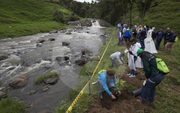 La siembra de especies en las riberas de los afluentes es una protección a las fuentes hídricas.