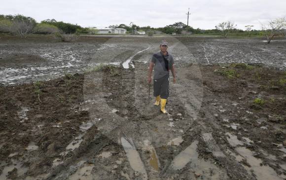 Zona donde se construirá el puerto en Nueva Colonia. Pio S.A.S. ya despejó los terrenos para las obras. FOTO manuel saldarriaga
