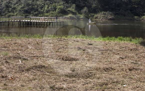 La disminución de las lluvias, causada por el fenómeno de El Niño, mermó el nivel de las aguas de la represa de Piedras Blancas que suministra líquido al acueducto del Aburrá. En tiempos de lluvia el agua llega hasta el nivel deck de madera. FOTO julio césar herrera