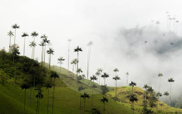 La palma de cera crece en las cordilleras Central y Occidental colombianas, en alturas entre los 2.500 y 2.800 metros y es hábitat del loro orejiamarillo. FOTO esteban vanegas