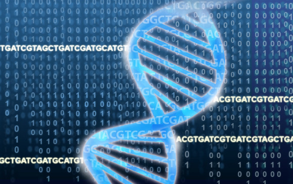 La manipulación de las letras del ADN busca organismos que satisfagan ciertas necesidades humanas. FOTO NHGRI