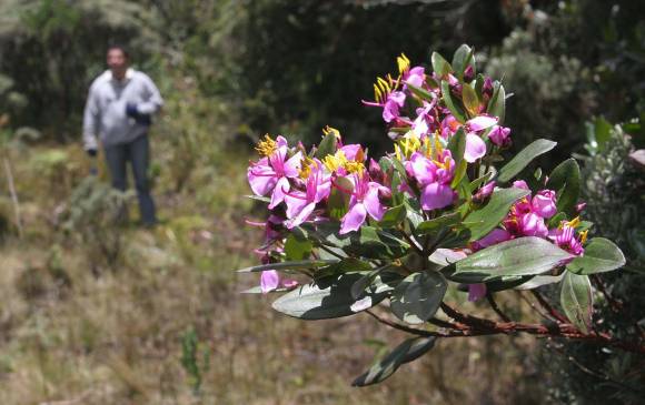 La flora en el páramo de Belmira. FOTO archivo