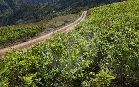 El sur del país es una de las zonas con mayor crecimiento de hectáreas sembradas con hoja de coca. FOTO Donaldo Zuluaga