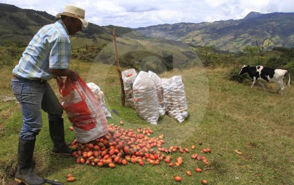 Paramo de Sonsón que ya fue delimitado por el Ministerio de Ambiente, Cornare y Corpocaldas. FOTO Robinson Sáenz.