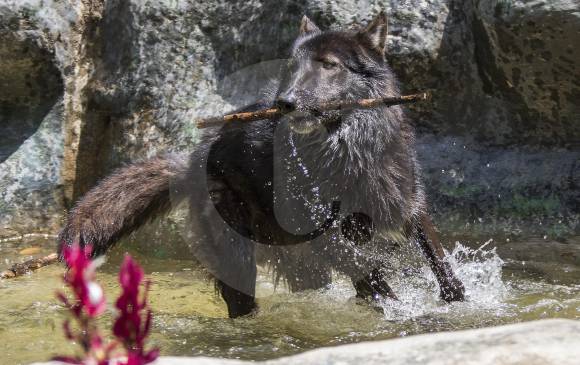 Ámarok es un lobo de la especie Canis lupus. FOTO ROBINSON SÁENZ