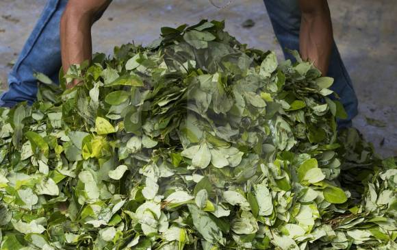 Integrantes de bandas criminales encargadas de procesar la hoja de coca (foto) fueron incluidos en los listados presentados por las Farc en la Justicia Especial para la Paz. FOTO donaldo zuluaga