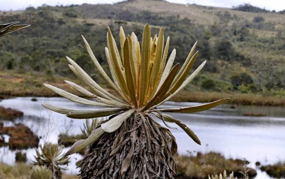 El páramo de Santa Inés, en el norte de Antioquia, es la principal fuente de agua para el Valle de Aburrá. FOTO JUAN ANTONIO SÁNCHEZ 