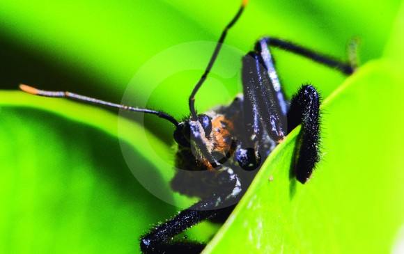 Existen, en promedio, 200 millones de insectos por persona en el planeta. FOTO julio césar herrera