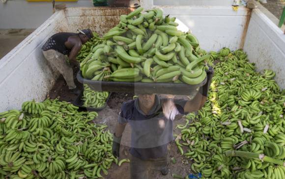 La concertación, elemento clave del acuerdo que beneficia a trabajadores bananeros de Urabá. FOTO Juan Antonio Sánchez