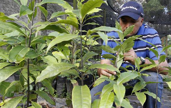 Una de las especies valiosas en recuperación: cedro negro Aniba perulitis. FOTO Donaldo Zuluaga
