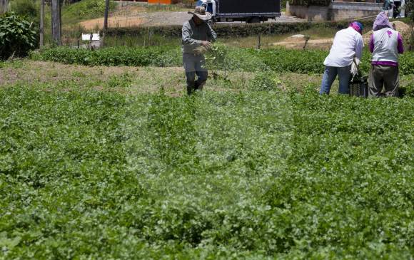 Además de llevar estímulos a la agricultura familiar, la Misión Rural también propone el desarrollo de la agroindustria con énfasis en la comercialización y la asociatividad. FOTO juan antonio sánchez. 