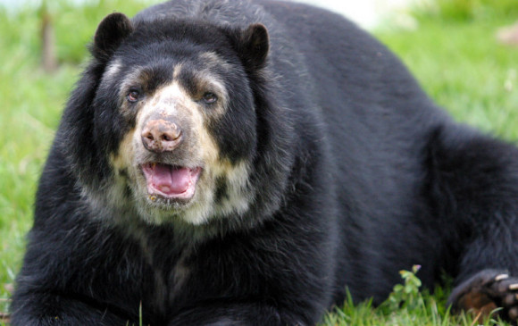 El oso de anteojos es una especie amenazada. FOTO Archivo Colprensa