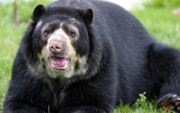 La protección del oso andino es una tarea urgente en el país, ya que son los protectores del páramo y son fundamentales en la conservación de la biodiversidad y el bosque. FOTO COLPRENSA