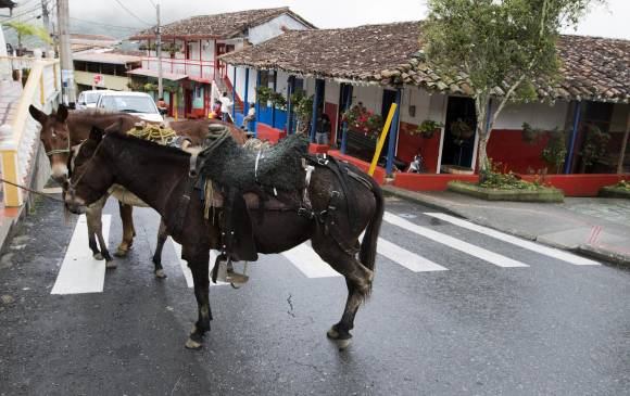 Estando ya tan cerca del centro de Medellín, San Sebastián de Palmitas es rural y centro de producción agrícola. Con los 4,1 km al túnel quedó a cerca de quince minutos. FOTOS donaldo zuluaga