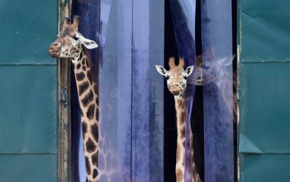 La investigación sugiere que la estatura de la jirafa y sus adaptaciones cardiovasculares evolucionaron probablemente en paralelo. FOTO Reuters