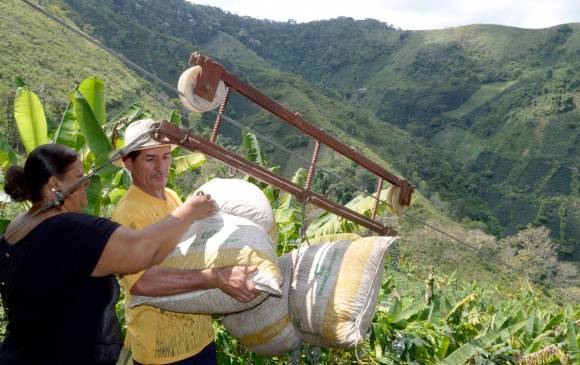 Caficultores de La Celia, en Risaralda, trasladan en una garrucha el café recolectado en las laderas. FOTO cortesía rochy lópez 