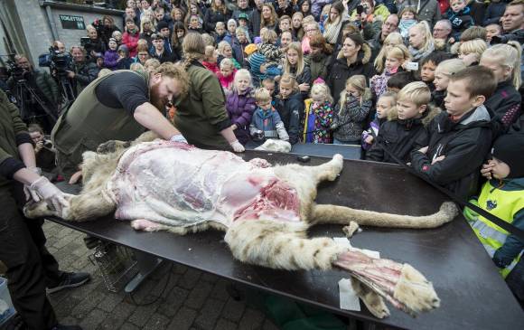 El zoológico dice que su actuación forma parte de un gran paquete de difusión de conocimientos. FOTO REUTERS