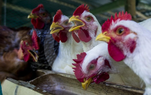 Hay unos 32.000 pollos, aproximadamente, repartidos en pequeños grupos en las veredas del municipio. Al menos 6.000 ya están listos para ser consumidos. FOTO JULIO CÉSAR HERRERA ECHEVERRI
