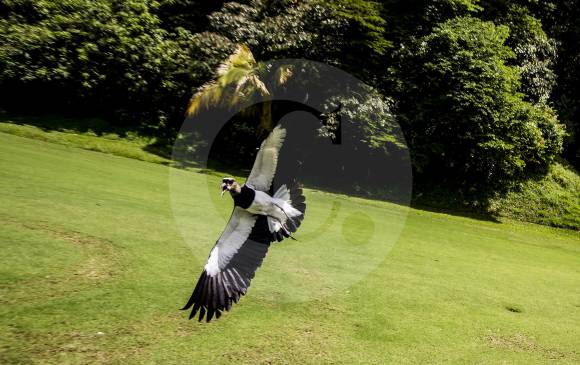 La ciudad es referente nacional en el cuidado de las aves y en actividades en torno a ellas. FOTO Jaime Pérez