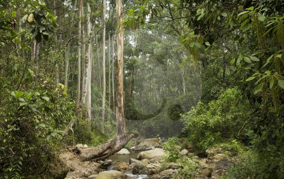 Este será el tema central de la FAO en marzo, entidad que proyecta nuevos usos de la madera. FOTO Edwin Bustamante