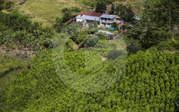 En Colombia hay ocho departamentos con menos de mil hectáreas sembradas con coca. FOTO Julio César Herrera
