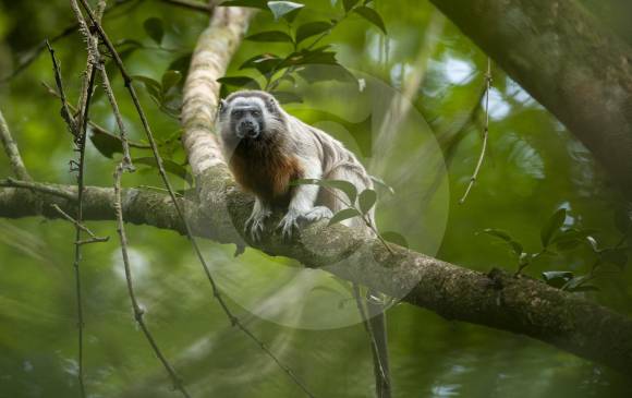 El Mono tití gris, endémico de Colombia, se encuentra en tan solo 29.000 kilómetros cuadrados. Pese a estar bajo amenaza tiene gran adaptación a hábitats degradados. FOTO Esteban Vanegas