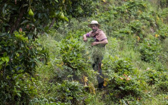 El Gobierno sigue trabajando en la diplomacia sanitaria para que sean cada vez más los mercados que acepten los productos que se producen desde el agro colombiano. FOTO jaime pérez
