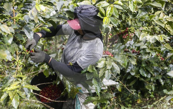 La mano de obra para la recolección de café es desde hace varios años una dificultad para este sector agrícola. Foto Manuel Saldarriaga
