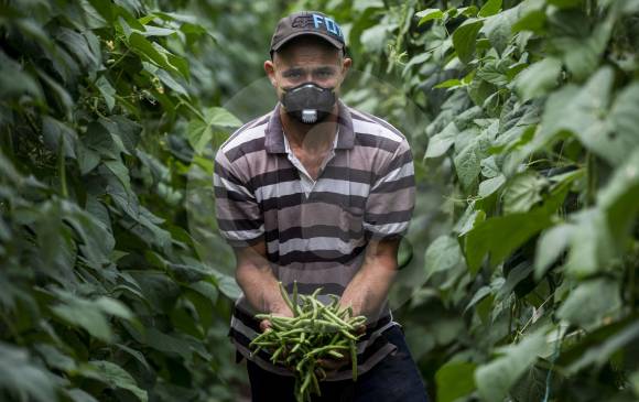 Pequeños productores son los más afectados: dependen de cadenas de comercio con intermediación y pagos no alcanzan. FOTO julio c. herrera
