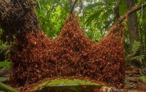 Las fotos ganadoras del Wildlife Photographer Of The Year