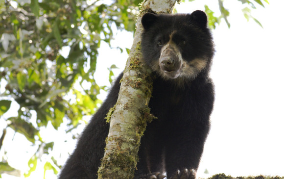 El oso andino es una de las 8 especies de osos que hay en el mundo y le huye al hombre. FOTO Cortesía Gobernación