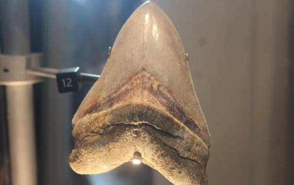 184 dientes reales del megalodón son expuestos en Panamá. Tienen el tamaño de una mano humana. Foto: EFE