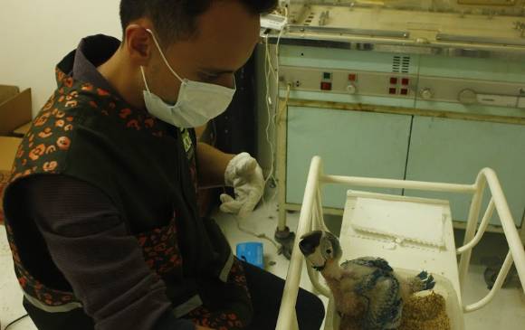 Los cuidados han sido intensos, a los funcionarios a cargo del cuidado de los pichones les afecta bastante que mueran. El esfuerzo se centra en tratar de que los 9 que sobreviven puedan salvarse. FOTO Cortesía