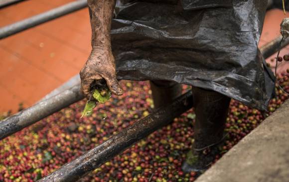 En Colombia la recolección se hace de forma manual y solo se recogen los granos maduros, pues los verdes generan un sabor astringente. FOTOS CARLOS VELÁSQUEZ