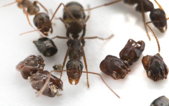 Hormigas en su nido del laboratorio con las cabezas que coleccionan. Los estudios no han profundizado sobre cuál es la explicación de esta conducta. FOTO Adrian Smith