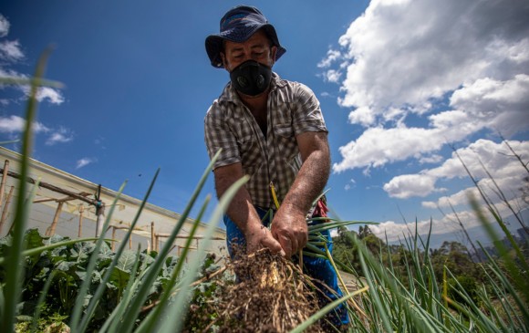La pandemia y condiciones ambientales y de cambio climático que afectan los cultivos, inciden en el precio de alimentos saludables. FOTO Carlos Alberto Velásquez.