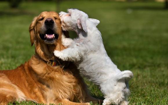 Los perros no solo reciben señales, también pueden enviarlas con sus posturas, sus movimientos con la cola u orejas o con su jadeo excesivo. FOTO SHUTTERSTOCK