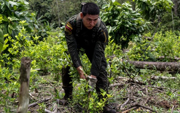 Nariño, con el 27% y Norte de Santander, con el 26%, son los departamentos con mayor cantidad de hectáreas de cultivos ilícitos en Colombia, según reportes de la Fiscalía. FOTO Colprensa