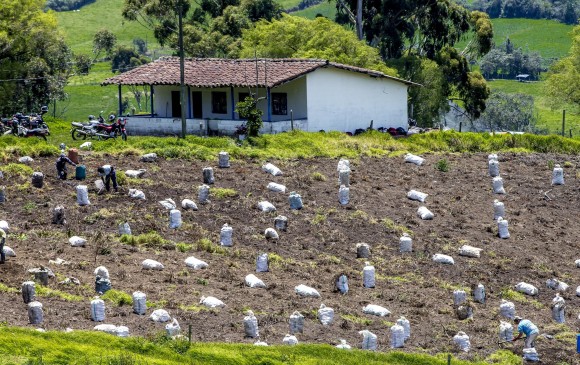Fedepapa estima que este año la producción del alimento en Antioquia sume unas 143.000 toneladas. Foto Juan Antonio Sánchez