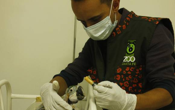 Los pichones tienen entre 20 días y un mes de nacidos, época que es considerada crítica en la crianza de estos animales. FOTO Cortesía Zoológico Santa Fe